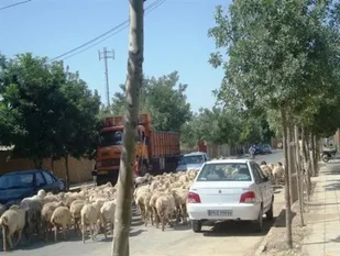 240 دامداری مزاحم در سطح شهر یزد پلمپ شد