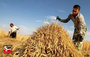 ضرورت تسریع در پرداخت باقیمانده مطالبات گندمکاران خوزستان