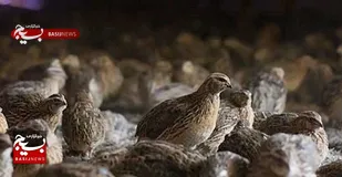 سنگ تمام بسیج برای احیای تولید بلدرچین در روستای بلال