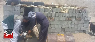 واکسیناسیون دام به مناسبت دهه مبارک فجر در ایرانشهر&nbsp;