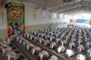 ۱۲۰۰ سبد معیشتی بین محرومان در رشتخوار توزیع می&zwnj;شود
