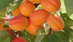 نذر میوه در آذرشهر و اهدای آن ها به مردم توسط جهادگران