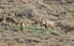 اقناع سازی افکار عمومی در راستای برنامه&zwnj;های محیط&zwnj; زیست/تلخانه خارتوران خریداری شد