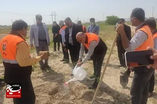 کاشت نهال در حاشیه راه&zwnj;های استان بوشهر آغاز شد