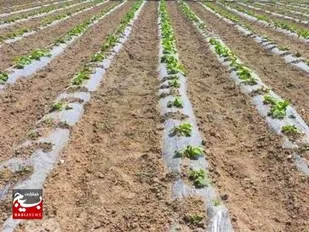 رشد ۳۰ درصدی کشت محصولات تابستانه در شهرستان لالی