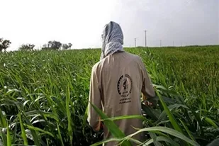 اجرای طرح "بسیج همگام با کشاورز" در 160 روستای استان زنجان در سال گذشته