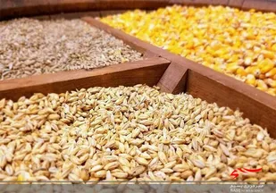 توزیع بیش از چهار هزار تن نهاده دامی در سطح استان اردبیل