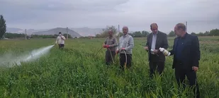 کشاورزان مبارزه با علف&zwnj;های هرز را در مزارع گندم و جو جدی بگیرند