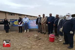 اردوی جهادی دامپزشکی در دهه فجر؛ حفاظت از گاو اصیل سیستانی، ذخیره ژنتیکی منطقه