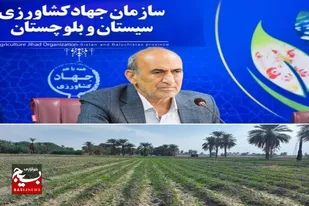 ۳۴ هزار هکتار گندم در سیستان وبلوچستان کشت شد