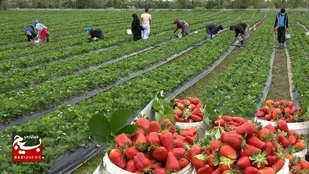 خواص توت فرنگی در سلامت/ ضد سرطان و بیماری&zwnj;های قلبی