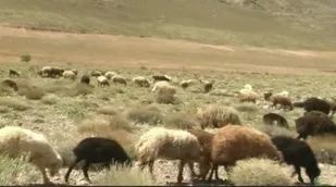 کوچ عشایر بخش مروست از توبع شهرستان خاتم