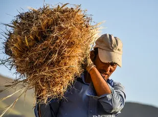 تعلل وزارت جهادکشاورزی در تشکیل شورای قیمت گذاری محصولات اساسی