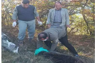 بیهوشی و انتقال خرس مهاجم به باغات اطراف هوراند