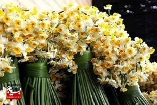 اهدای ۳۰ هزار شاخه گل نرگس به بانوان اهوازی