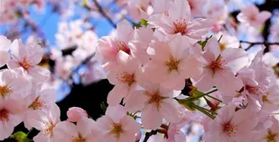 برنامه های معاونت اجتماعی و فرهنگی منطقه ۲۰ در نوروز ۱۴۰۱