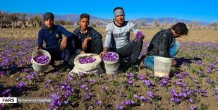 طلای سرخ زیر فشار پاسکاری دولت و بخش خصوصی له می&zwnj;شود