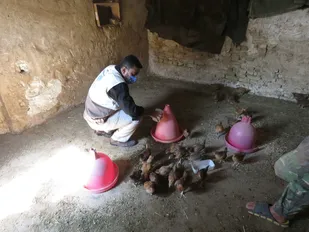 واکسیناسیون طیور در روستاهای شهرستان سمنان