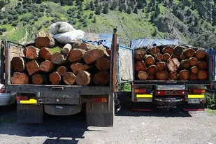 کشف 10 تن چوب قاچاق در شهرستان طارم