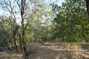 نابودی 12000 اصله درخت گردو در بابارود