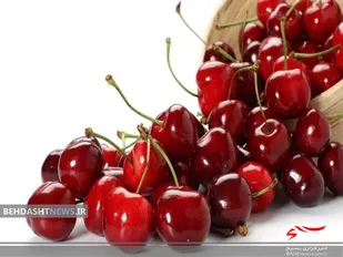 برداشت ۷۰ تن گیلاس فرنگی و آلبالو از باغات موقوفه عبدالله رضوی در شاندیز