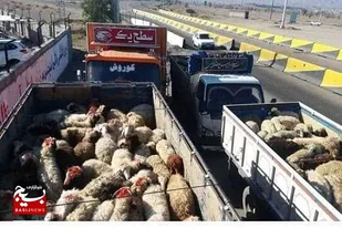 کشف بیش ۱۰۵هزارلیتر گازوئیل قاچاق و محموله بزرگ قاچاق دام در شهرستان لامرد