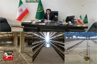 سرمایه گذاری ۷۷۱ میلیارد تومانی بخش&zwnj;خصوصی در صنعت طیور شهرستان زاهدان