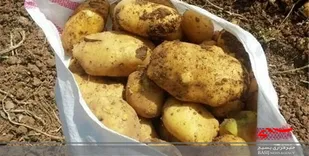 کشف ۷۴۰ تن سیب زمینی احتکار شده در دلفان