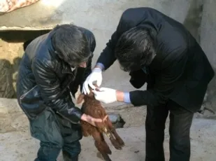 انجام بازدید میدانی از دامداری&zwnj;های روستای چنار علیا اسدآباد