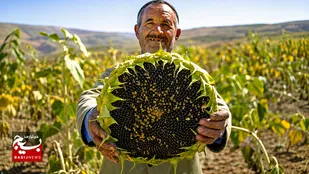 برداشت ۴۵۰ تن آفتاب&zwnj;گردان در پارس&zwnj;آباد