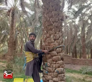 جشن خرما&zwnj;تکانی در باغ&zwnj;شهر بروات؛ روایت برکت در دل کویر