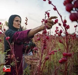 ۱۰۰ تن چای ترش از مزارع خوزستان برداشت می&zwnj;شود