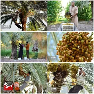 برداشت رطب در فصل خرما پزان خرمشهر