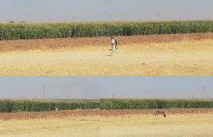 مشاهده عقاب ماهیگیر برای اولین بار در زیستگاههای آبی استان قزوین