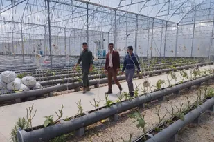 حضور مسئول کارگروه کشاورزی مرکز نوآوری بسیج استان و موسس شرکت دانش بنیان تحقیقات گیاهان دارویی در شیروان