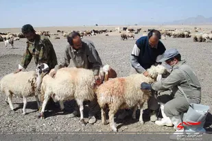 بیش از ۳ میلیون راس از دام&zwnj;های روستایی و عشایری واکسینه می&zwnj;شوند