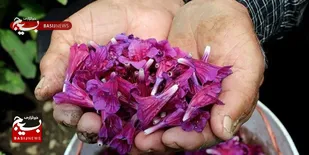 قطب تولید گل&zwnj;گاوزبان در کشور کجاست و کاشت این گیاه چه مزایایی برای کشاورزان خواهد داشت؟