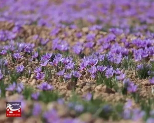 آغاز برداشت طلای سرخ در فریمان