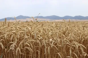 خرید بیش از ۱.۴ میلیون تن گندم از کشاورزان خوزستان