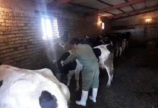 آغاز طرح سراسری واکسیناسیون رایگان بیماری لمپی&zwnj;اسکین در آذربایجان شرقی