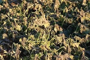 خسارت ۱۰۰ درصدی به باغات مجن/سرمازدگی محصولات بهاره در ۲۲ استان کشور/عدم واگذاری اعتبارات سرمازدگی به استان سمنان