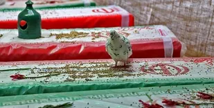 دومین کنگره ۸۰۰۰ شهید گیلان برگزار می&zwnj;شود/برگزاری ۴ پیش کنگره در استان گیلان