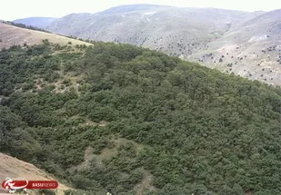 حال ناخوش جنگل&zwnj;های بلوط در شهرستان دورود