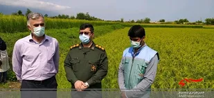 بازدید فرمانده سپاه چالوس از طرح بسیج همگام با کشاورز