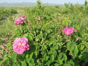آغاز برداشت گل محمدی در روستای شنازند کوهین