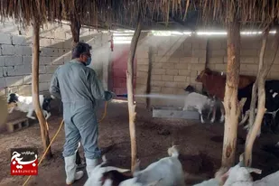 برگزاری اردوی جهادی دامپزشکی در روستا&zwnj;های بخش مرکزی شهرستان بوشهر