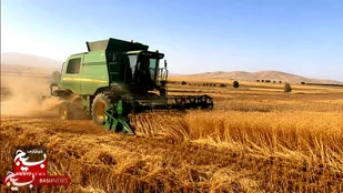 برداشت ۱۶۰ هزارتنی گندم از مزارع بیله&zwnj;سوار