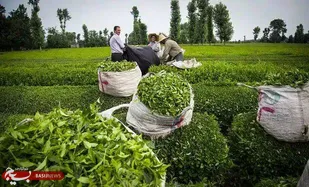 آغاز برداشت نخستین برگ سبز چای در فومن
