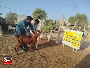 واکسیناسیون دام&zwnj;های روستایی و عشایری &nbsp;در روستای پتی محمد بازار چابهار