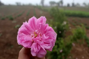 مزرعه گیاهان دارویی در هزارجریب گلوگاه